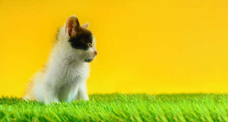 Young colored cat plays in a green fieldの写真素材