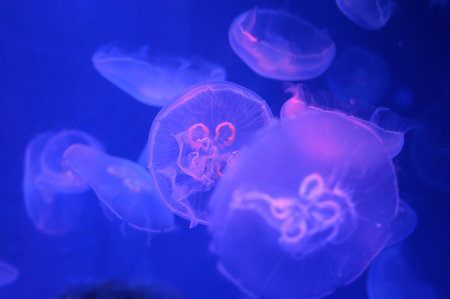 Group of jellyfishes floats in a deep seaの写真素材