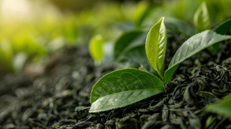 Vibrant green tea leaves on a heap of dried tea, highlighting quality and freshnessの素材