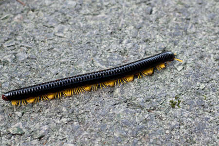 Giant millipede  Sarawak, Borneo Islandの写真素材