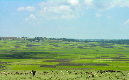 Rural Ethiopian scene, woman and livestock with green fields in the backgroundの写真素材
