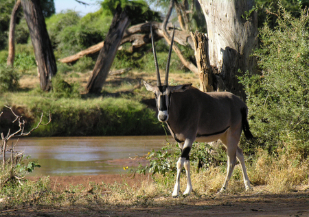 Orix, Samburu, Kenyaの写真素材