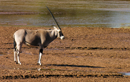 Orix, Samburu, Kenyaの写真素材