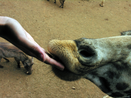 Close up of giraffe head while being fedの写真素材