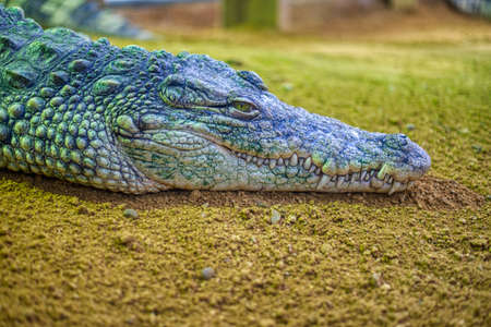 Close up of Nile Crocodile, Crocodylus niloticus, the biggest predator in the NIle riverの写真素材
