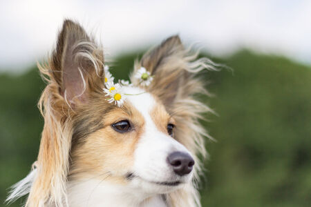 Cute dog with flowers in hairの写真素材