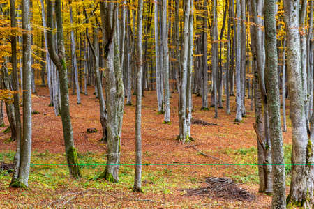 Colorful autumn in the beech forest in Transylvania, Romaniaの写真素材