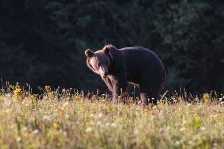 Carpathian brown bear in a forest meadow in summertimeの写真素材