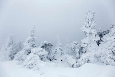 Misty frozen winter landscape with snow covered pine trees in the Carpathians, Transylvania, Romania, Europeの写真素材