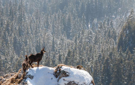 Alpine chamois standing on cliff in winter above forestの写真素材