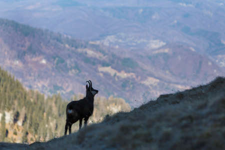Wildlife scene with chamois on the hill, deep valley in background, Carpathian mountains.の写真素材