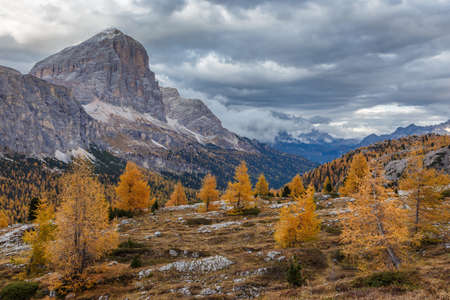 Beautiful autumn view Tofana di Rozes mountain with yellow larch trees on foreground. Dolomite Alps near Falzarego Pass.の写真素材
