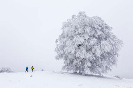 Hikers walking under tall snowy tree in foggy winter weather.の写真素材