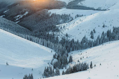 Frosty winter scene of mountain valley. Fir trees covered by fresh snow in Carpathian mountains.