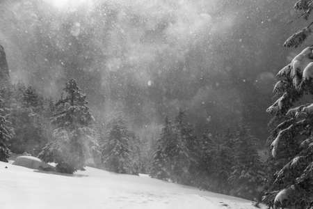background landscape, mountain pine forest during a snow stormの写真素材