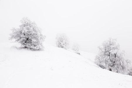 Isolated single tree on white background. black and white.の写真素材