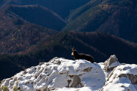 Beautiful chamois sitting quietly on a cliff above the forest, Carpathians, Romaniaの写真素材