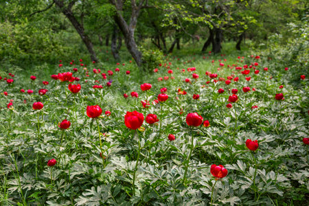 Wild peony (Paeonia peregrina romanica) in a forest nearby the Enisala fortress in Dobrogea. Romania.の写真素材