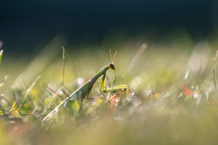 Green Praying Mantis in the garden in summertime, Stagmomantis Carolinaの写真素材