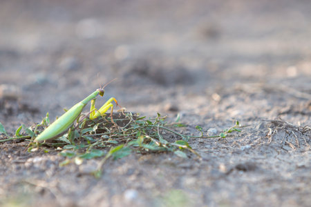 Green Praying Mantis in the garden in summertime, Stagmomantis Carolinaの写真素材
