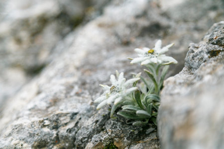 Edelweiss, white, wild and well-known mountain flower, symbol of the Alps.の写真素材