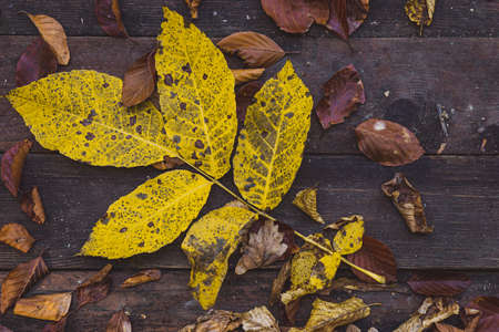 Leaves on wooden tableの写真素材