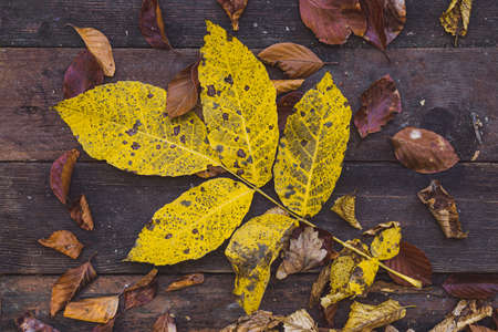 Autum leaves on wooden tableの写真素材