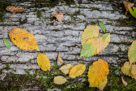 Leaves on wood treeの写真素材
