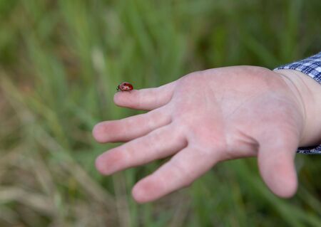 Ladybird on a hand of the childの写真素材