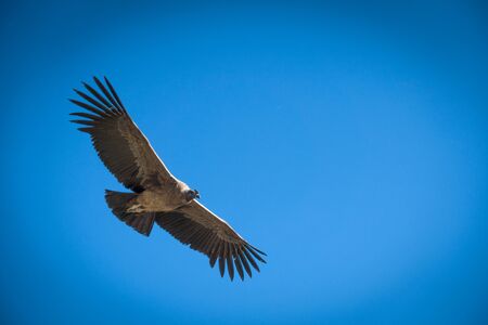 Andean Condor in flight against blue skyの写真素材