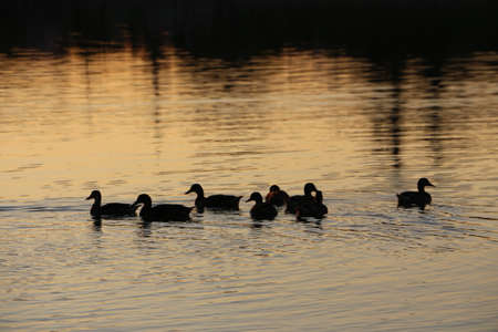 ducksの写真素材