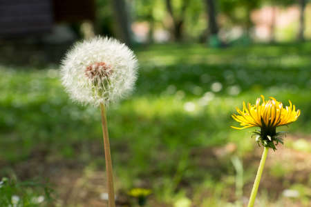 dandelion flower and seed headの写真素材