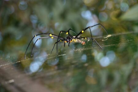 spider on webの写真素材