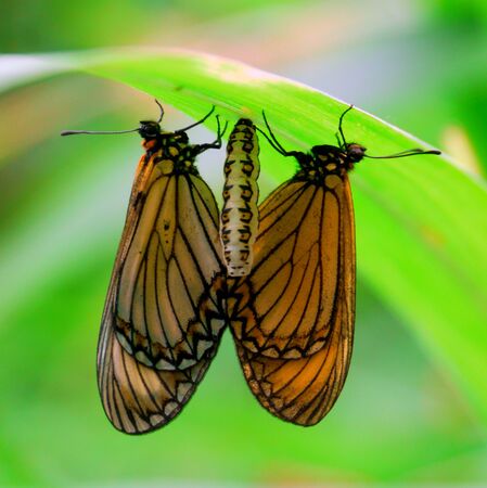 butterfly mating under a grass leaf, a nit just hanging between themの写真素材