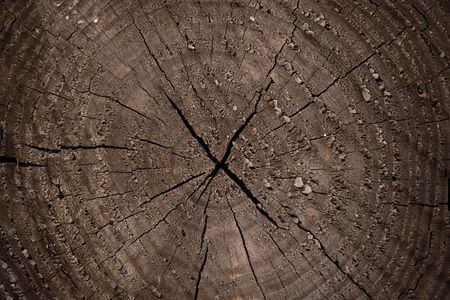 Tree Rings for textureの写真素材