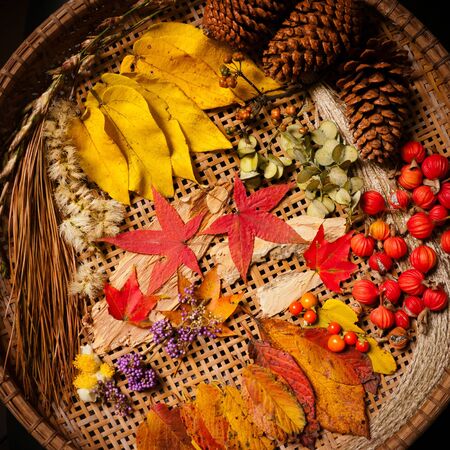 Autumn arrangement, fall colors-2の写真素材