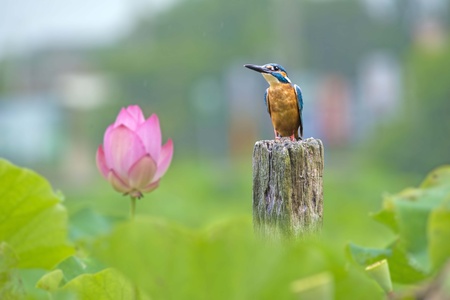  Kingfisher sitting on branch of lotus field の写真素材