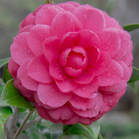 Close up of blooming camelliaの写真素材