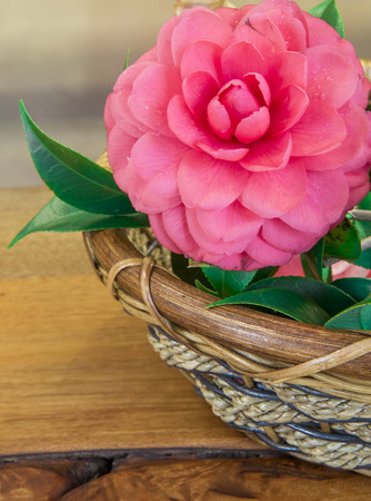 Close up of blooming camelliaの写真素材