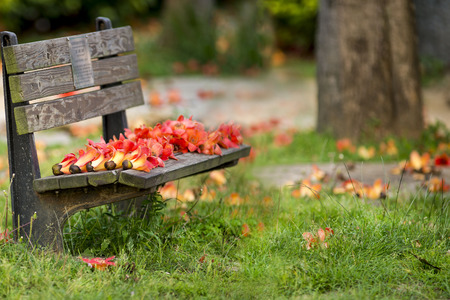 Beautiful Kapok in parkの写真素材