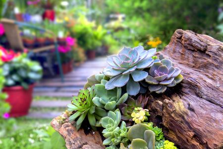 Miniature succulent plantsの写真素材