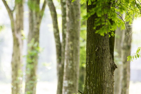 Tree trunk isolated on backgroundの写真素材