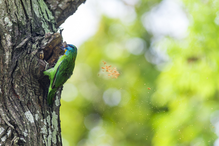 Muller's Barbet pecking a tree hole for brood.の写真素材