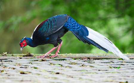 Swinhoe's Blue Pheasant,maleの写真素材