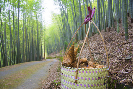 Bamboo shoot harvesting in a bracketの写真素材