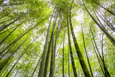 Bamboo forestの写真素材