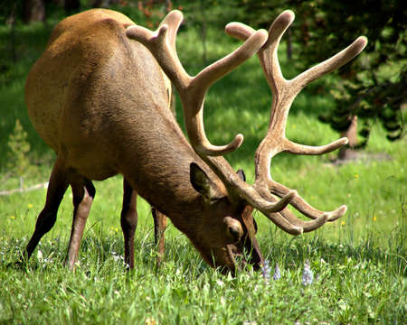 bull elk grazingの写真素材