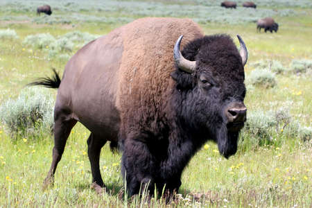 bison in yellowstoneの写真素材
