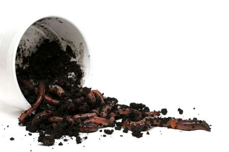 earth worms, the great escape. a cup of worms tipped over with the worms fleeing - focus on lead...