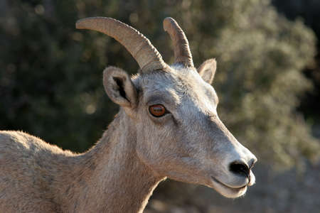 bighorn sheep in natural environment - bighorn canyon, wyoming